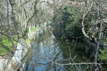 树枝和河道