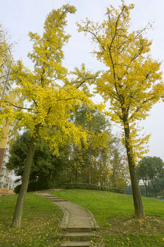 城市绿地秋天 银杏树 黄叶