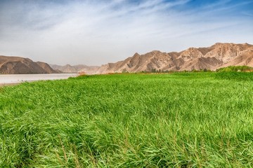 青铜峡黄河湿地