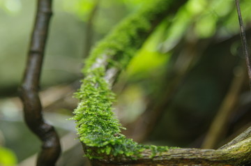 苔藓