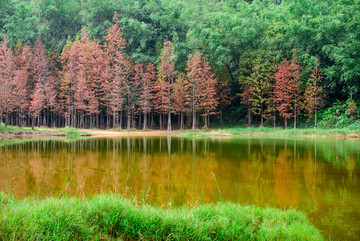 绿树林红杉背景