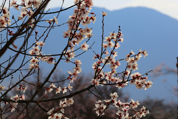 西藏林芝桃花风光