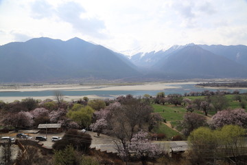 西藏林芝桃花风光