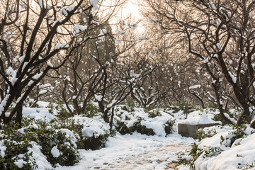 明孝陵景区梅花山雪景