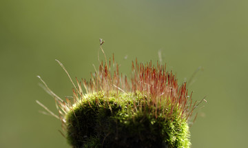 苔藓