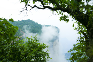 高山植物