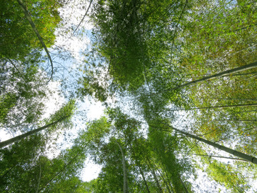 竹林天空