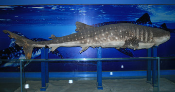 鲸鲨标本