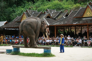 训象 大象表演