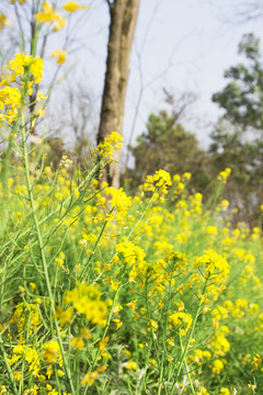 油菜花