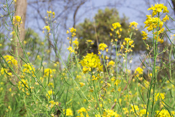 油菜花