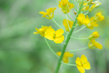 油菜花