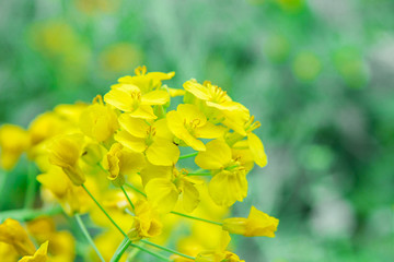 油菜花