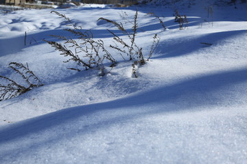 雪地