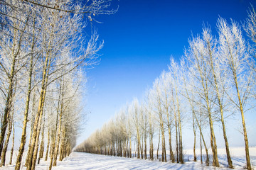 冬天呼伦贝尔杨树林