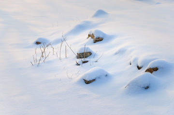 雪地里的小草