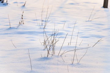 雪地里的小树