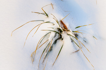 雪地里的小草