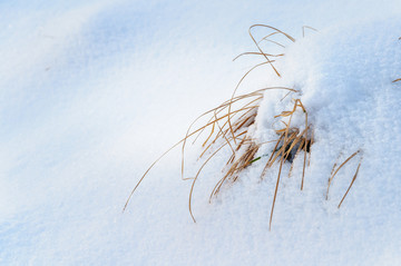 雪地里的小草