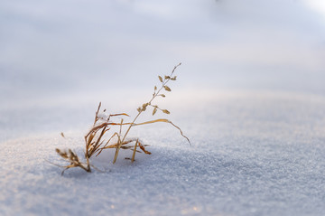 雪地里的小草