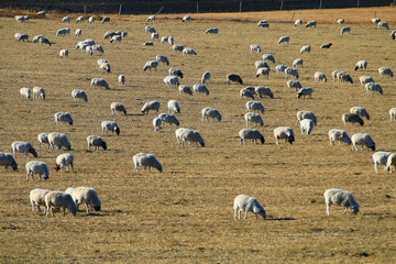 草地羊群