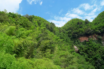 蜀南竹海 原始绿竹