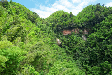 蜀南竹海 原始绿竹