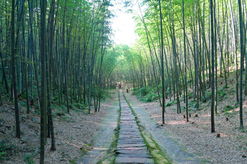 竹林 竹海 竹子