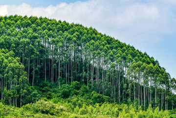 绿色桉树林