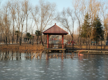 冬日微山湖红荷湿地景观