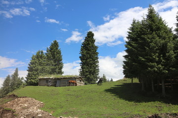 山顶木屋