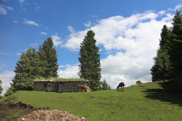 山顶木屋