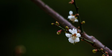 梅花 寒梅