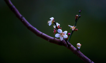 梅花 绽放