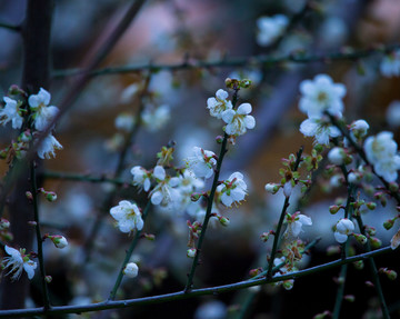 梅花 古梅