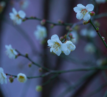 梅花 古梅