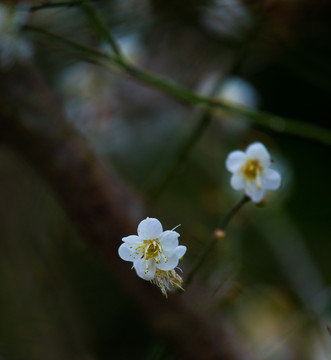 梅花 寒梅