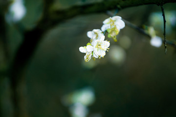 梅花香自苦寒来