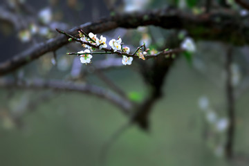 梅花香自苦寒来