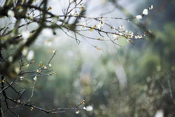 梅花香自苦寒来