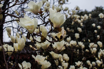 白色花朵