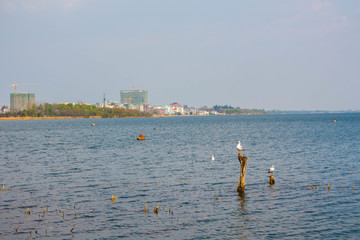 飞翔中的白色海鸥