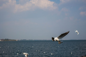 大理洱海飞翔的海鸥