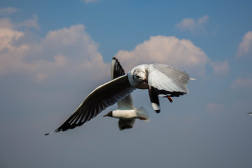 大理洱海飞翔的海鸥
