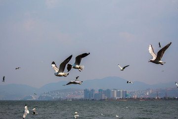 大理洱海飞翔的海鸥