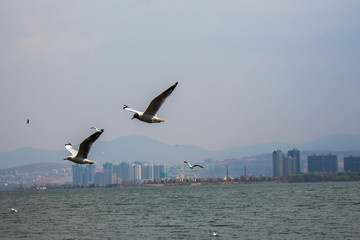 大理洱海飞翔的海鸥