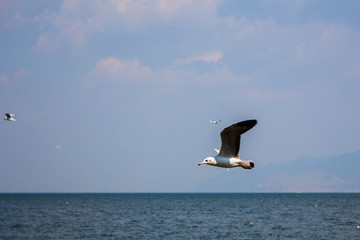 大理洱海飞翔的海鸥