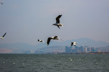 大理洱海飞翔的海鸥