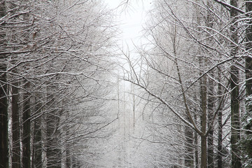 雪景