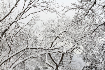 雪树